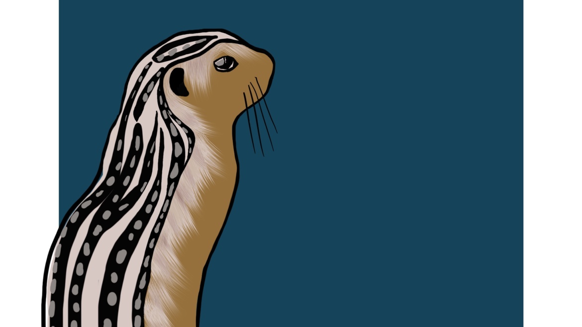 Thirteen Lined Ground Squirrel