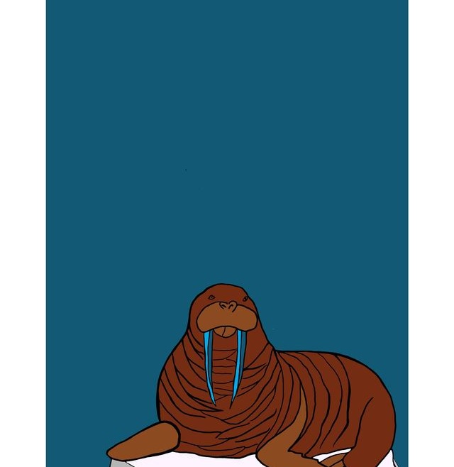 Walrus
