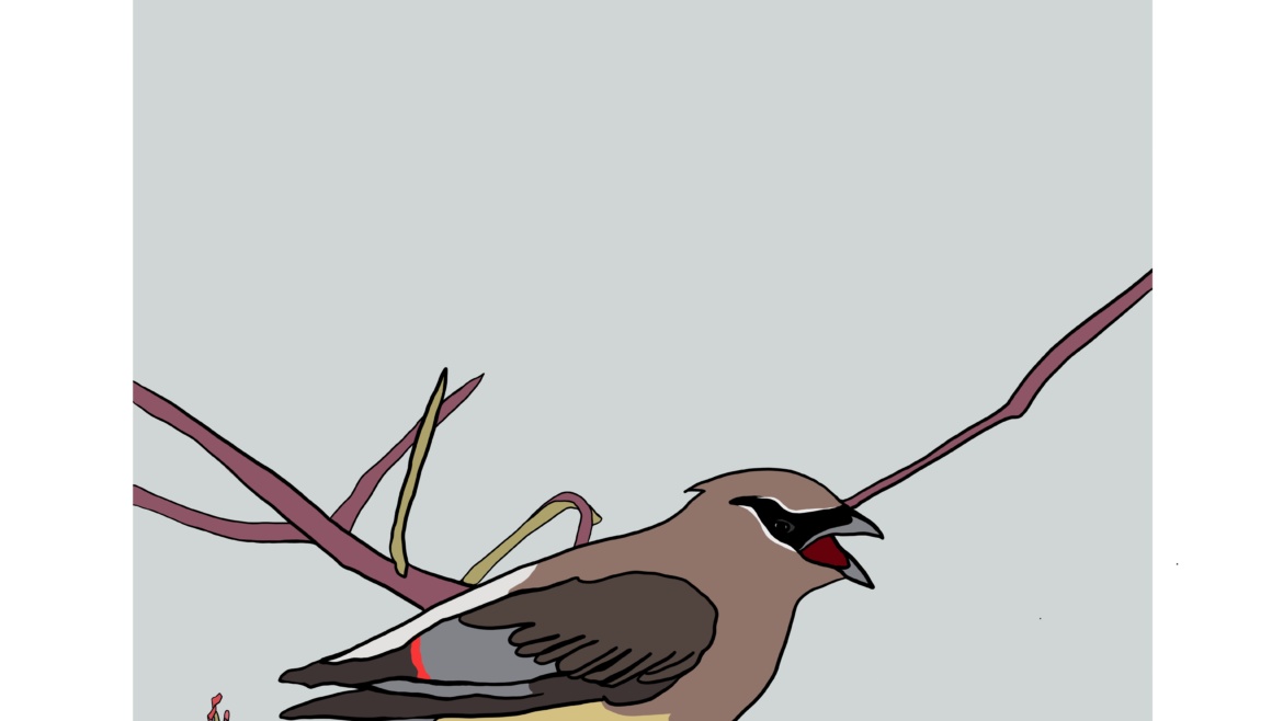 Cedar Waxwing
