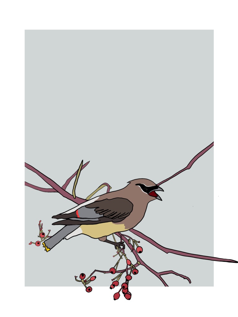 Cedar Waxwing