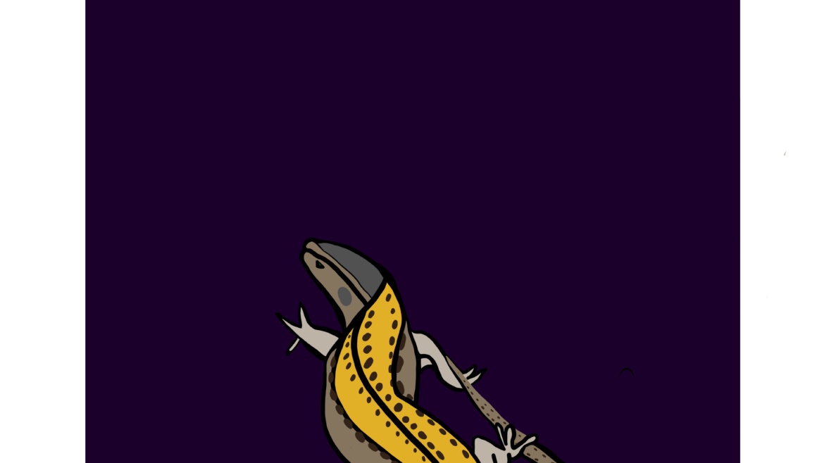 european wall lizard