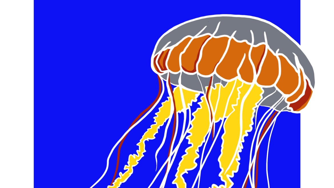 Moon Jellyfish