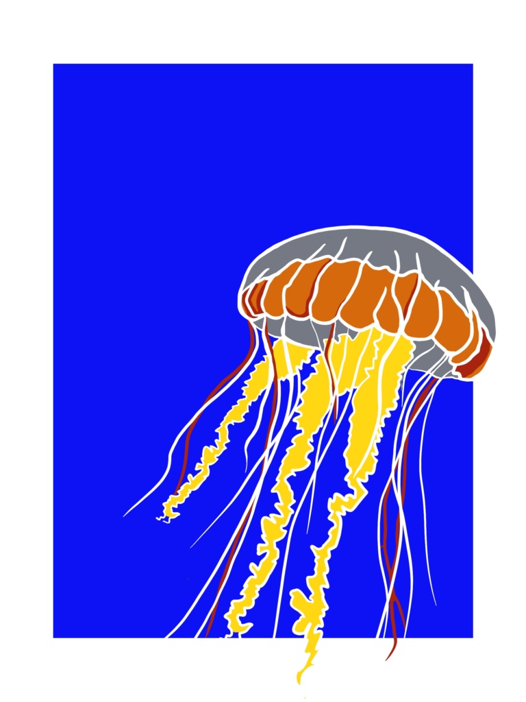 Moon Jellyfish