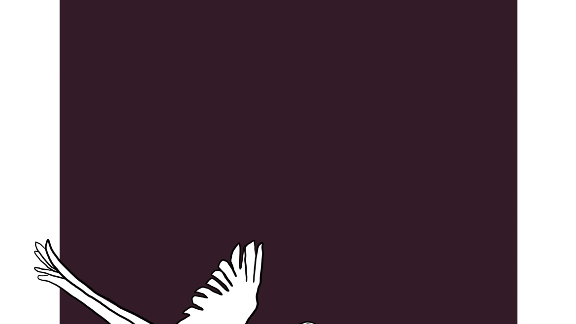 Canadian Snow Geese
