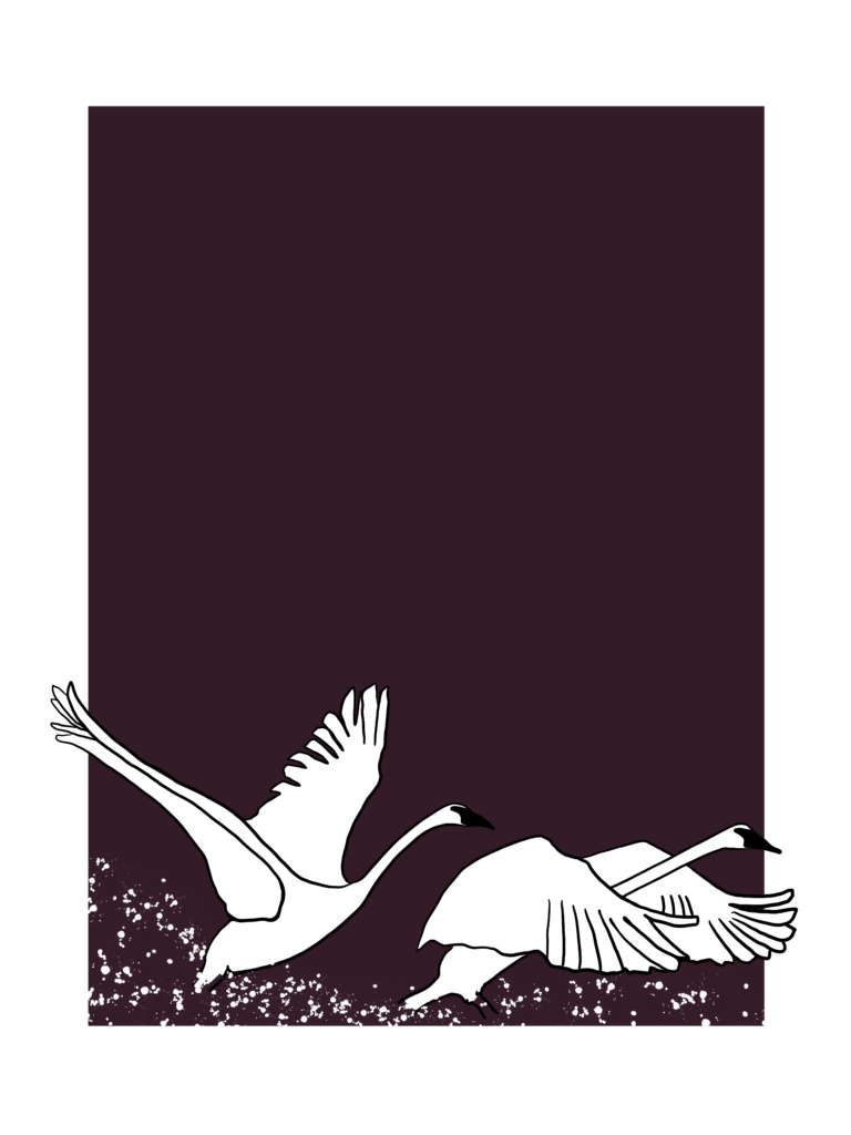 Canadian Snow Geese