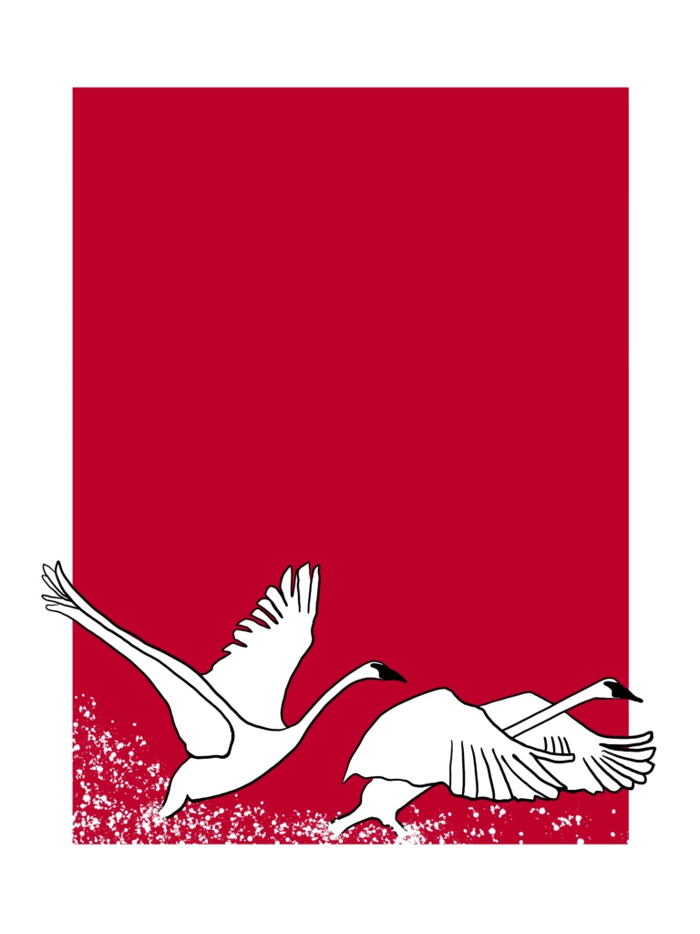 Snow Geese